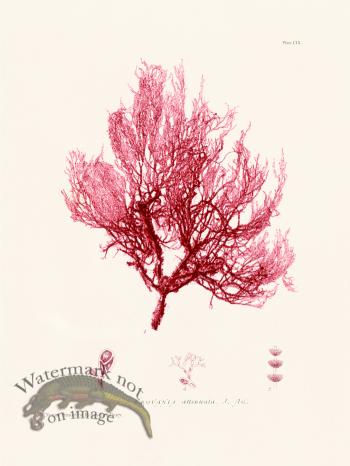 Bradbury Seaweed 109